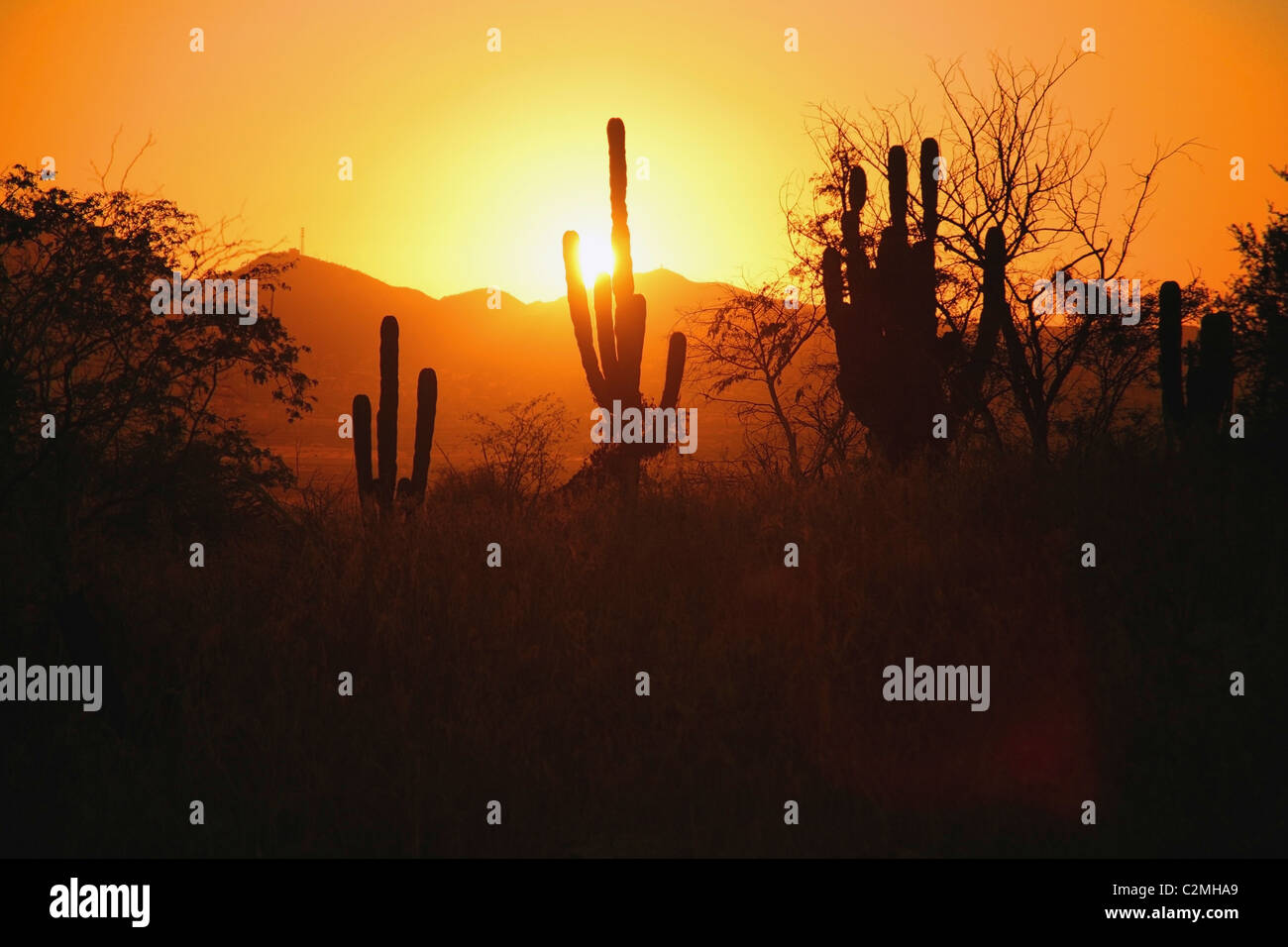 Tramonto Con Cactus Silhouette, Cabo San Lucas, Messico Foto Stock