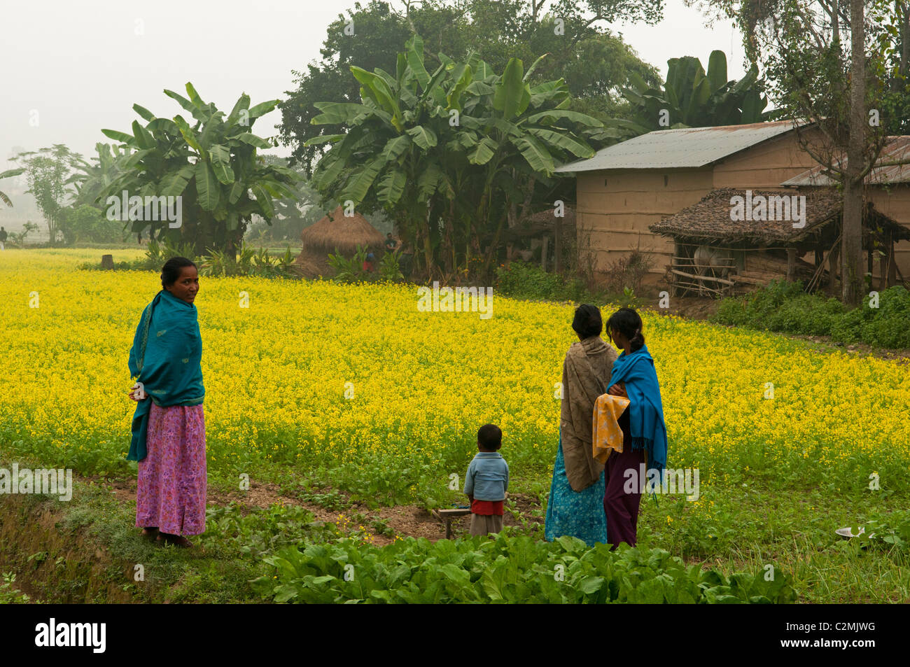 Campi di seme di senape in Chitwan il parco nazionale in Nepal Foto Stock