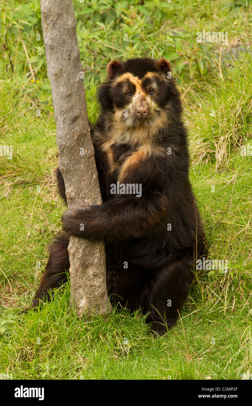 Grande maschio orso andino sparare nel selvaggio nelle Ande ecuadoriane Mountain Foto Stock