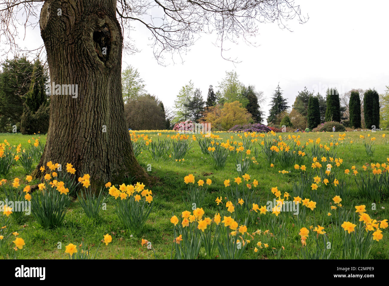 A fioritura primaverile Giunchiglie in country garden Sussex England Regno Unito Foto Stock