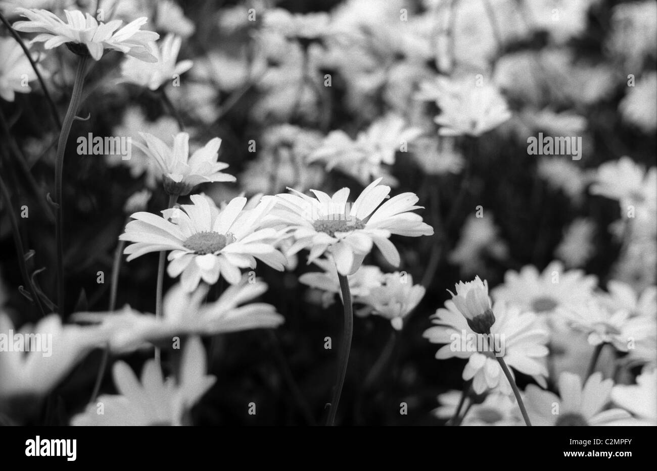 Campo con margherite Foto Stock
