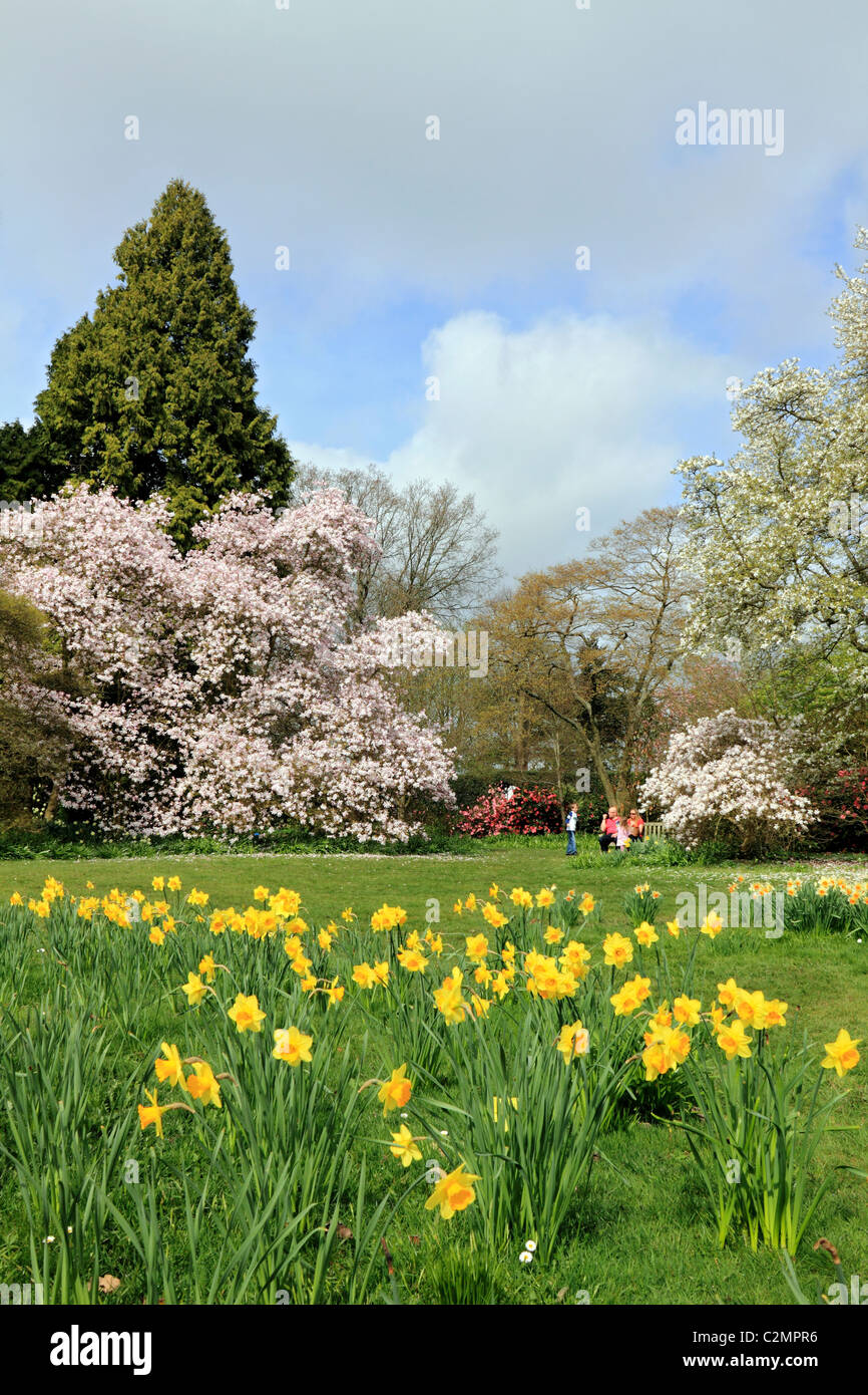 La molla alberi fioriti e narcisi in country garden Sussex England Regno Unito Foto Stock