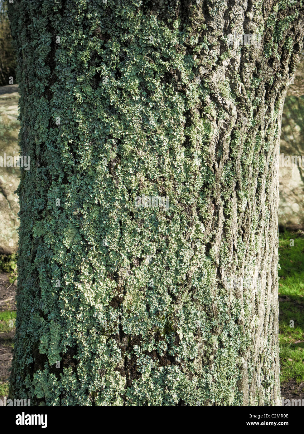Licheni crescono su corteccia di albero da vicino Foto Stock