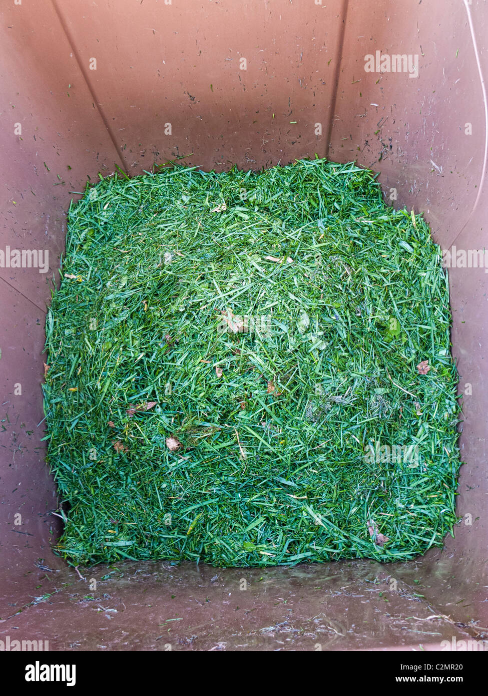 L'erba tagliata all'interno di un giardino rifiuti bidone con ruote England Regno Unito Foto Stock