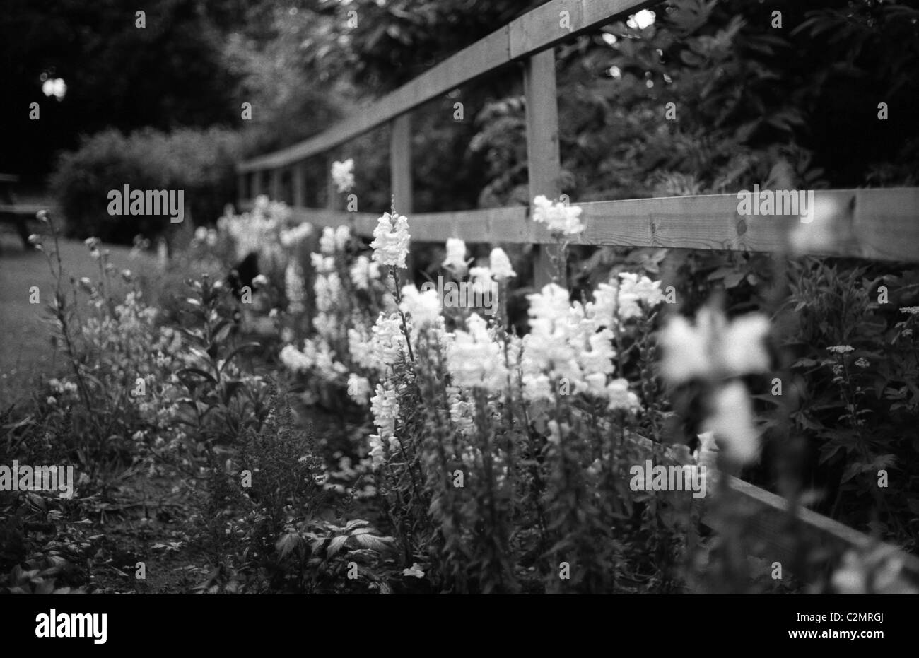 Fiori selvaggi che si affacciano sul recinto Foto Stock