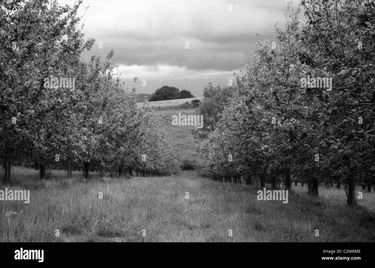 Apple orchard a Ross-on-Wye Foto Stock