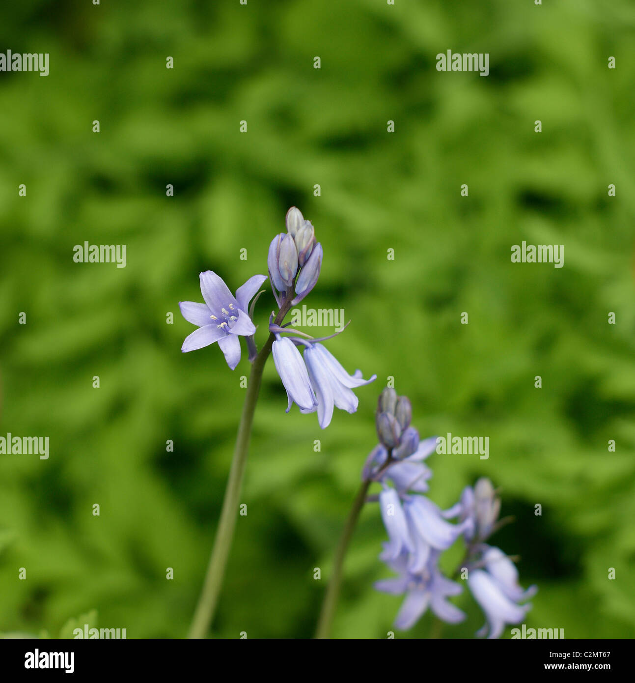 Spanish bluebells in fiore in primavera, Regno Unito Foto Stock