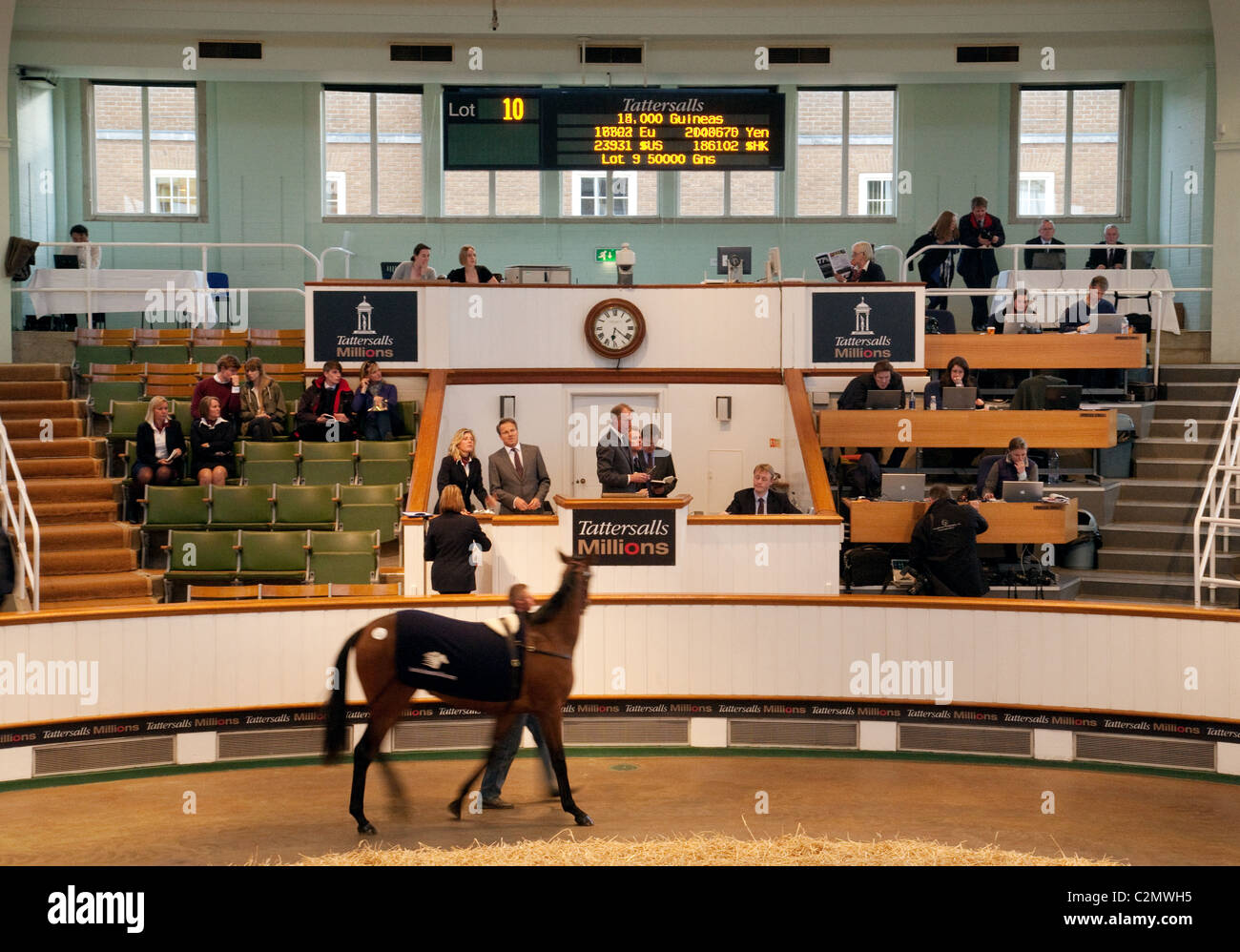 Un cavallo da corsa asta di 2 anni a cavallo Tattersalls sales, Newmarket Suffolk REGNO UNITO Foto Stock