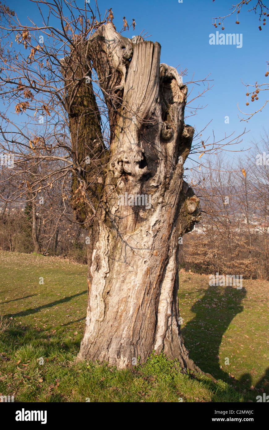 Danno di fulmine Foto Stock