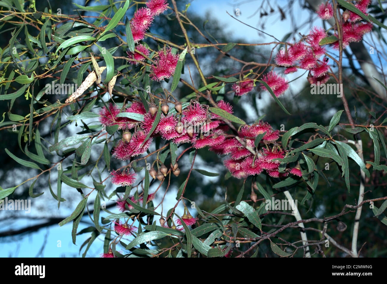 Rosso-Mallee fiorito- erythronema eucalipto - Famiglia Myrtaceae Foto Stock