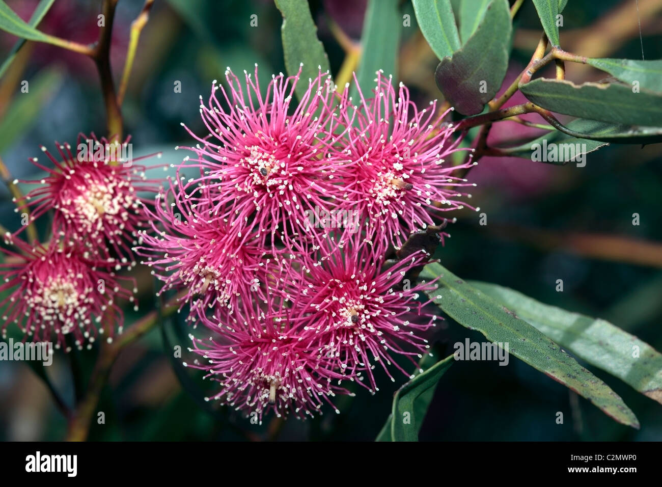 Rosso-Mallee fiorito- erythronema eucalipto - Famiglia Myrtaceae Foto Stock