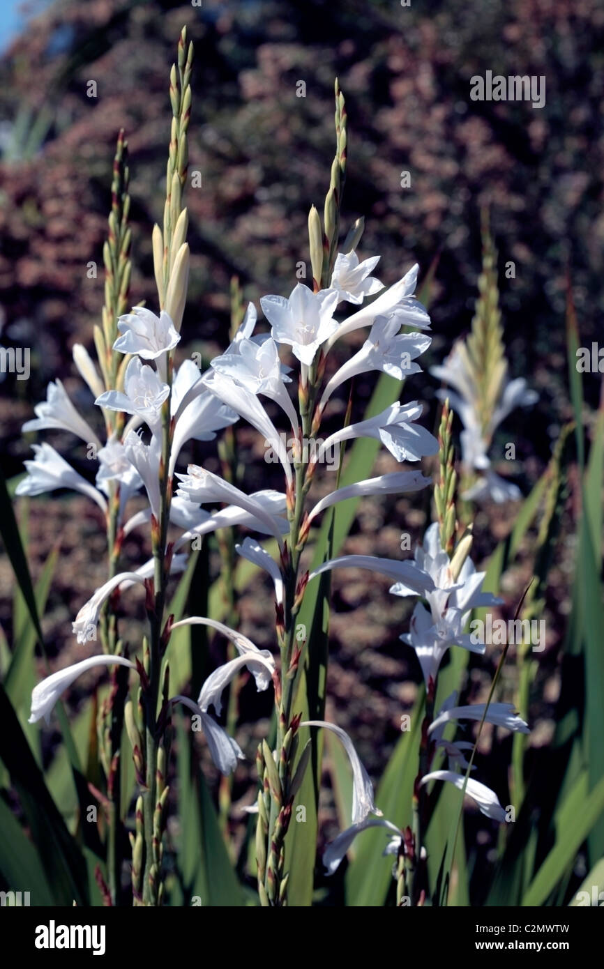 Bugle Lily- Watsonia idride al- Famiglia Iridaceae Foto Stock