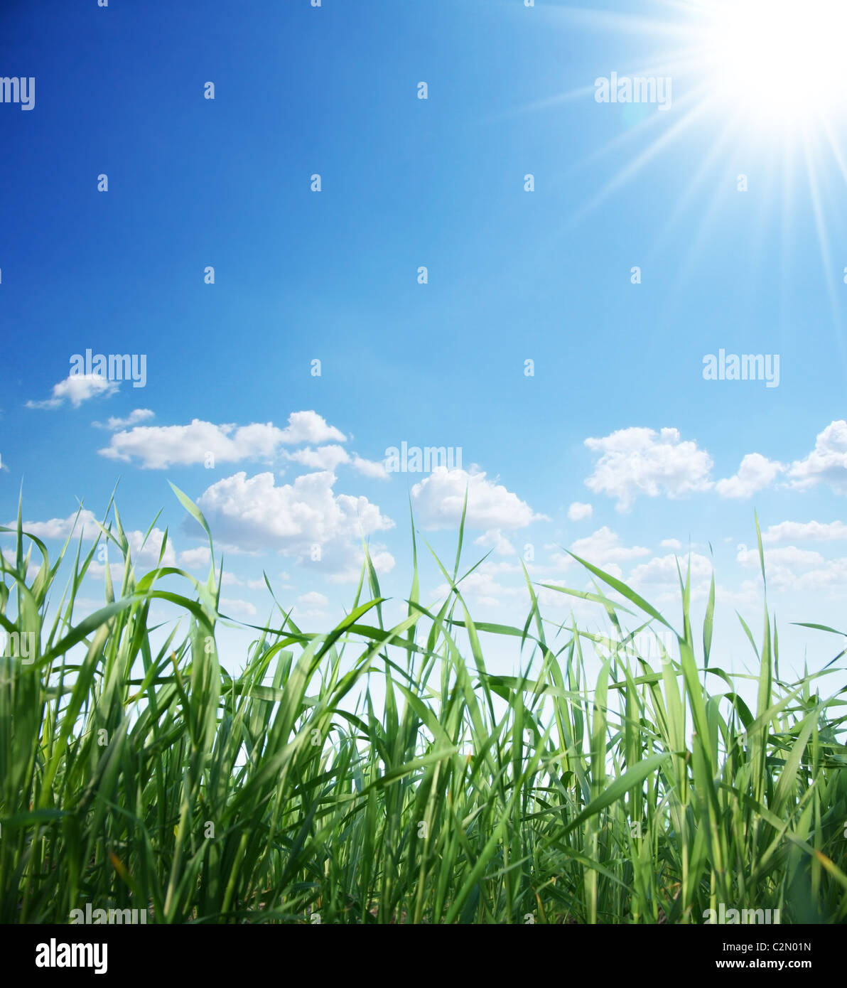 Erba verde e il cielo sereno Foto Stock