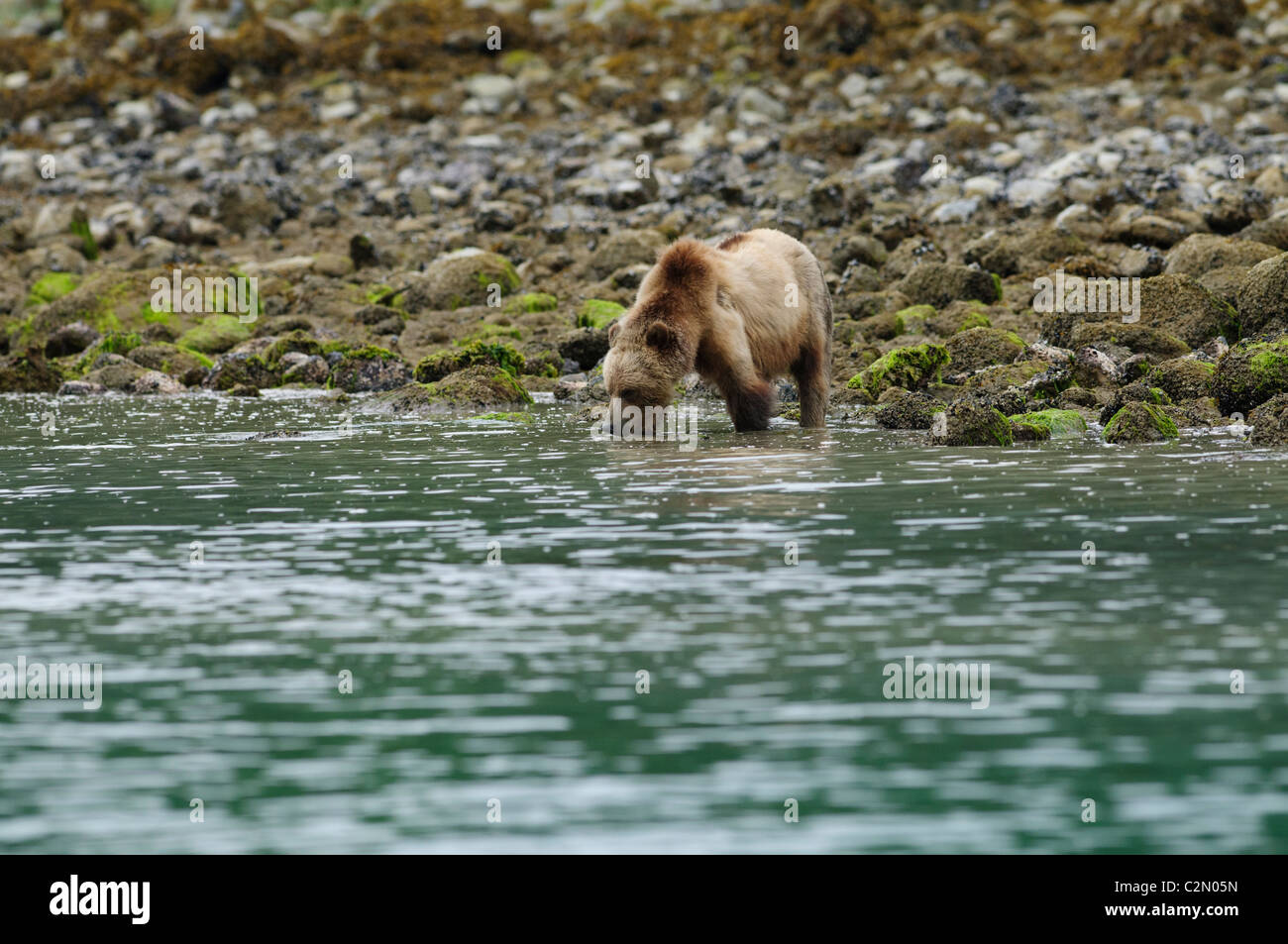 Orso grizzly bere, Cavaliere ingresso, British Columbia, Canada Foto Stock