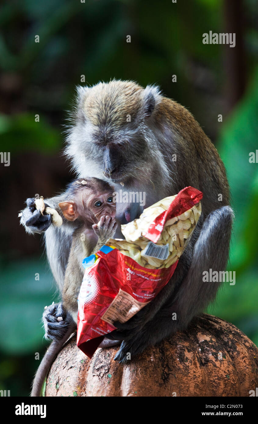 Una scimmia e il suo bambino Foto Stock