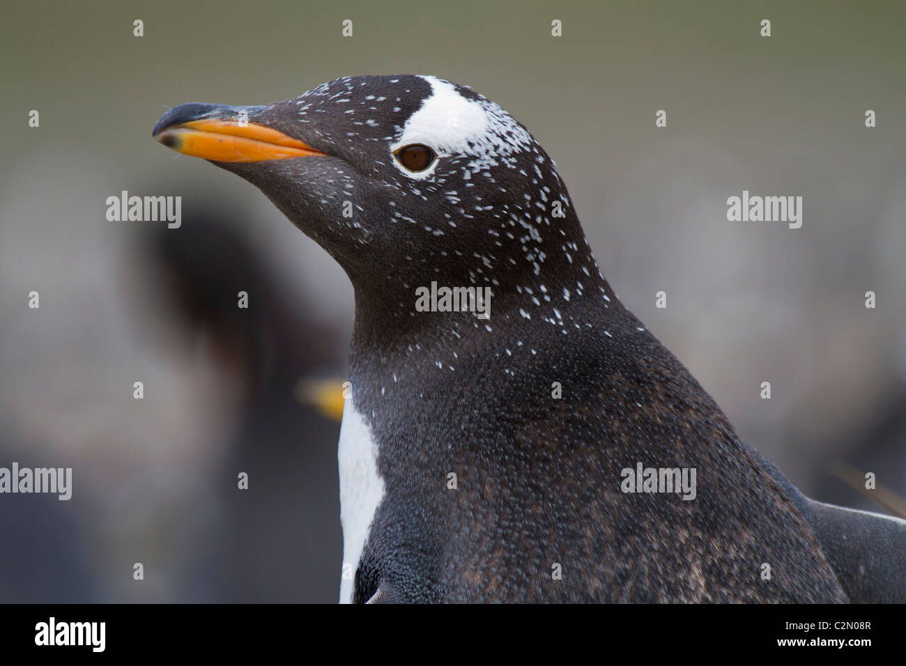 Gentoo penguin, Steeple Jason Isola, West Falkland Foto Stock