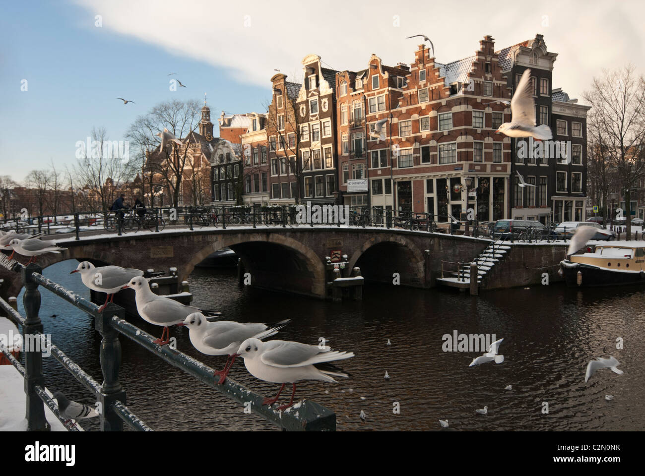 Gabbiani lungo in inverno, Amsterdam, Paesi Bassi Foto Stock