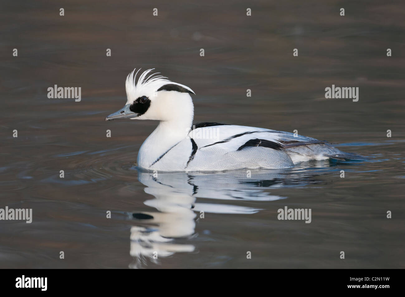 Zwergsäger, Mergellus albellus, Smew maschio Foto Stock