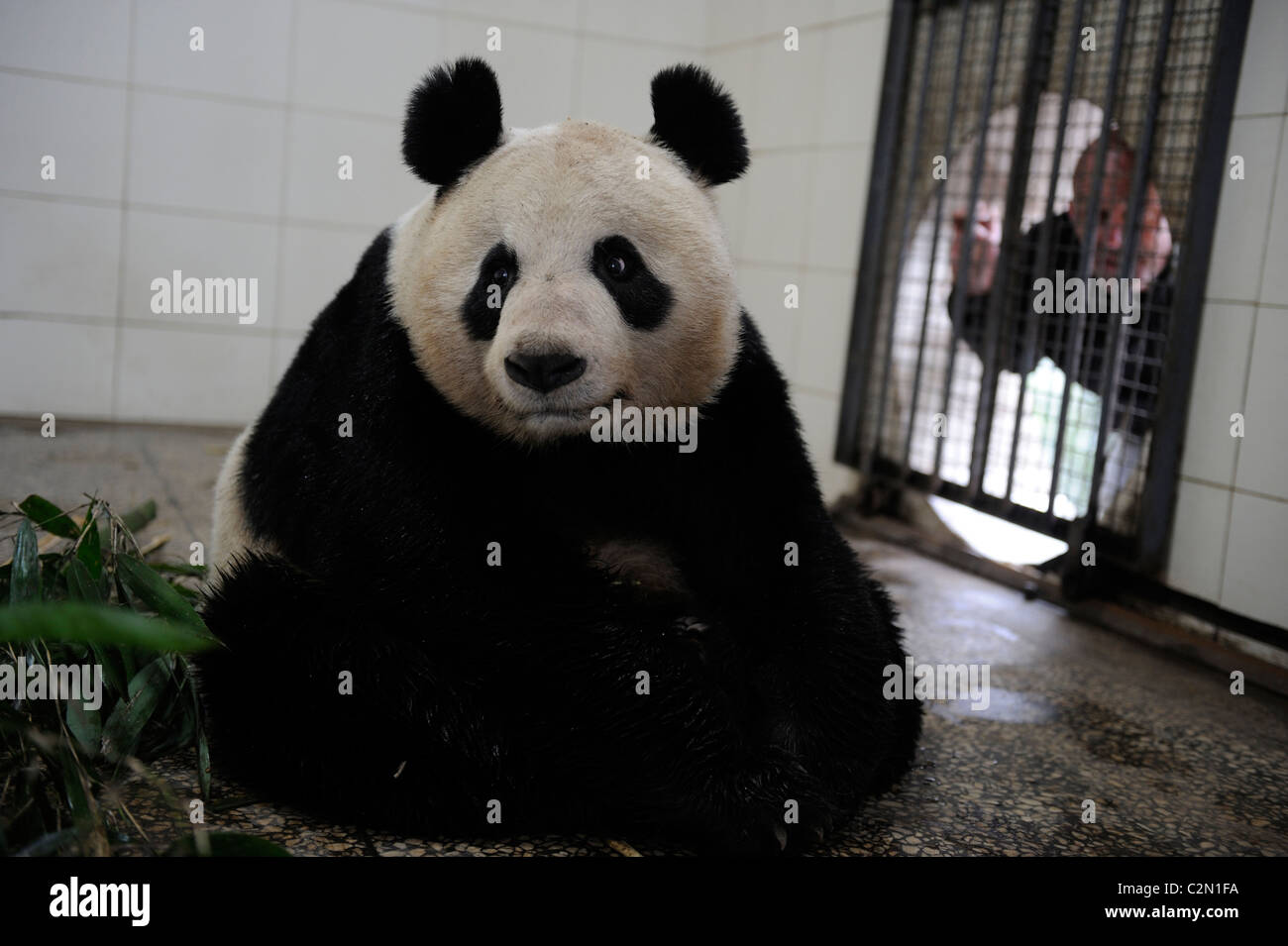 Tian Tian in Bifengxia Panda Base. Lo Zoo di Edimburgo per ricevere due panda giganti attraverso il programma di prestito con la Cina.05-Apr-2011 Foto Stock