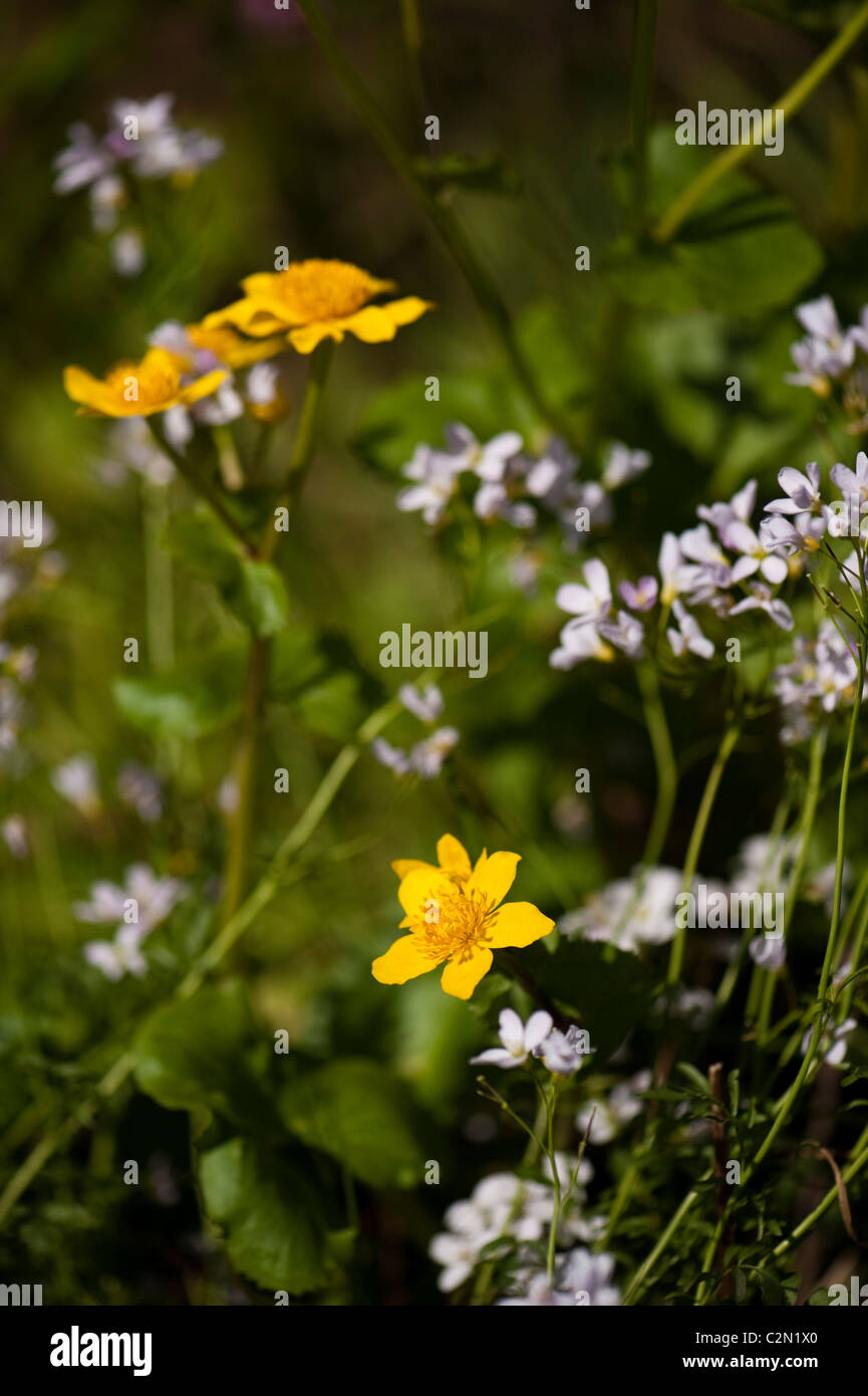 Marsh Le calendule e Cuckcooflowers crescente nel "Sull orlo' mostrano giardino a Cardiff RHS Flower Show 2011, Wales, Regno Unito Foto Stock