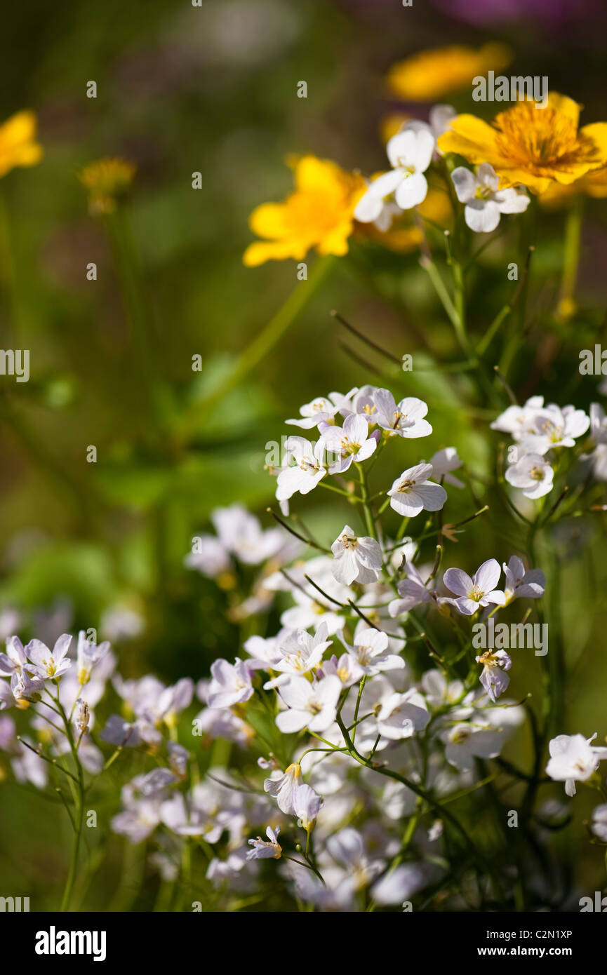 Cuckcooflowers e Marsh Le calendule crescente nel "Sull orlo' mostrano giardino a Cardiff RHS Flower Show 2011, Wales, Regno Unito Foto Stock