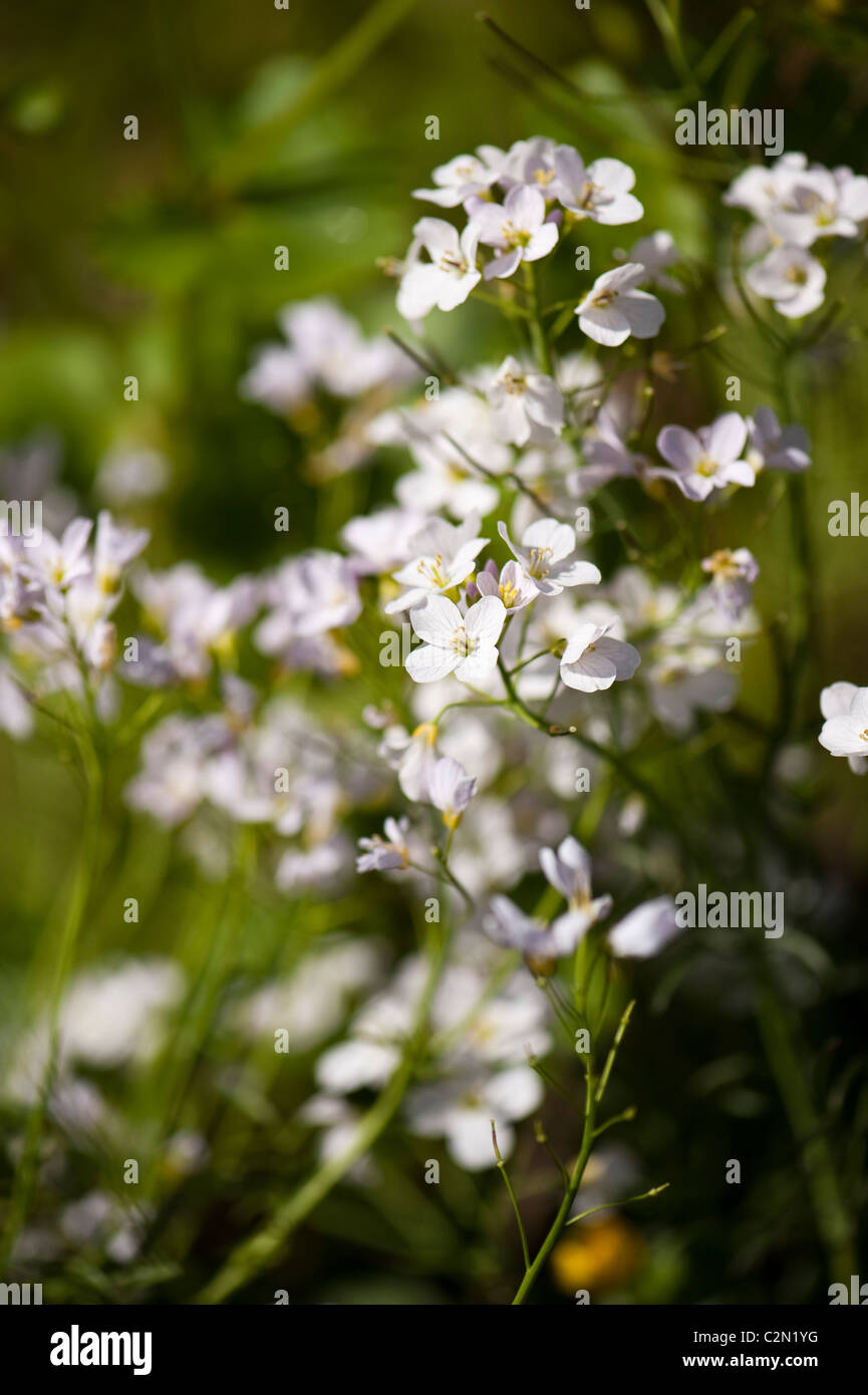 Cuckcooflowers crescente nel "Sull orlo' mostrano giardino a Cardiff RHS Flower Show 2011, Wales, Regno Unito Foto Stock