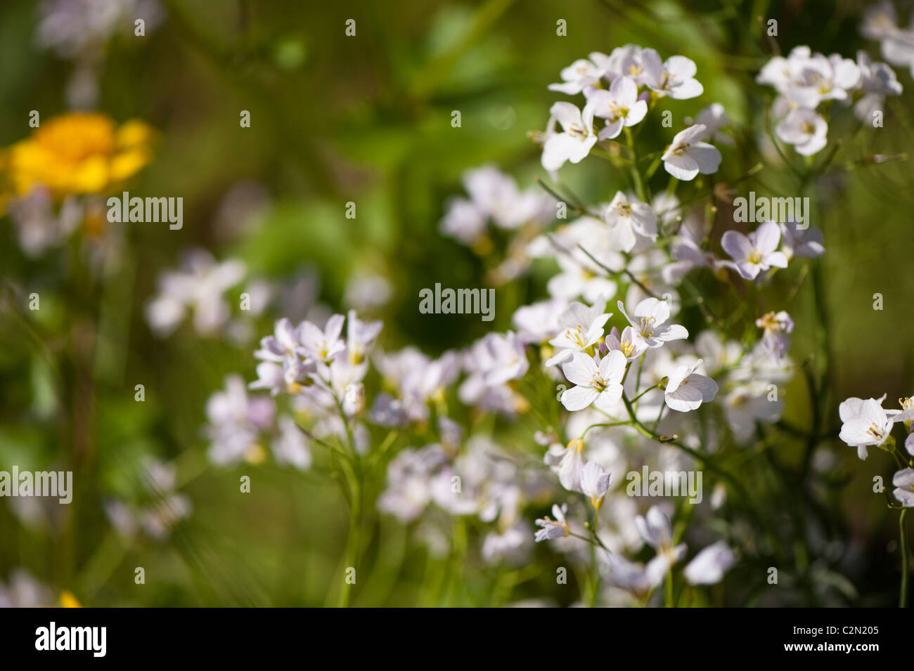 Cuckcooflowers crescente nel "Sull orlo' mostrano giardino a Cardiff RHS Flower Show 2011, Wales, Regno Unito Foto Stock