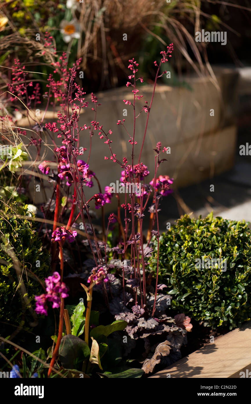 'Spring ora', mostra giardino a Cardiff RHS Flower Show 2011 Foto Stock