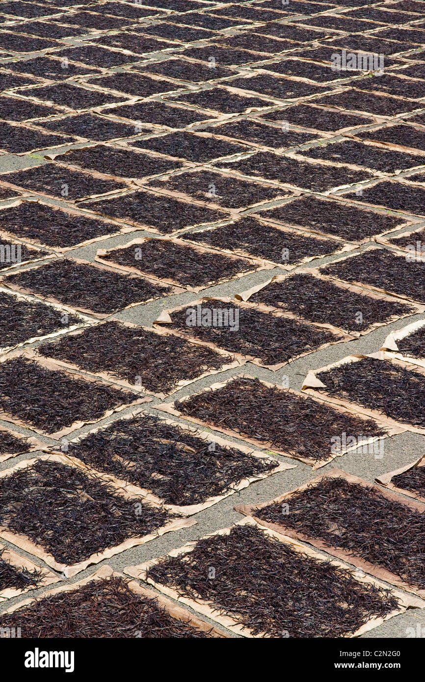 Essiccamento della vaniglia Bourbon dal Madagascar Foto Stock