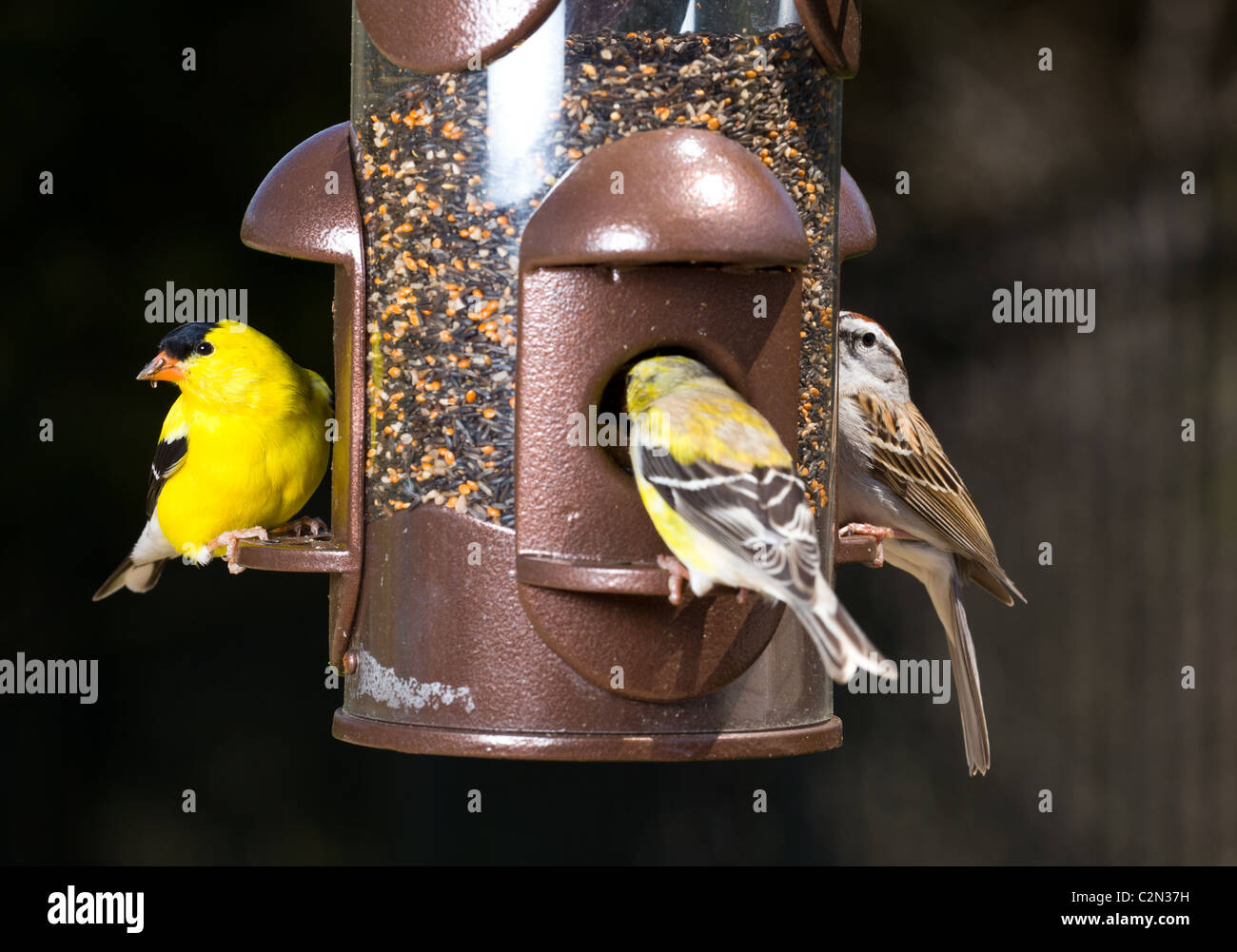 Giardino uccelli tra cui un giallo brillante American cardellino mangiare da un moderno bird feeder, STATI UNITI D'AMERICA Foto Stock