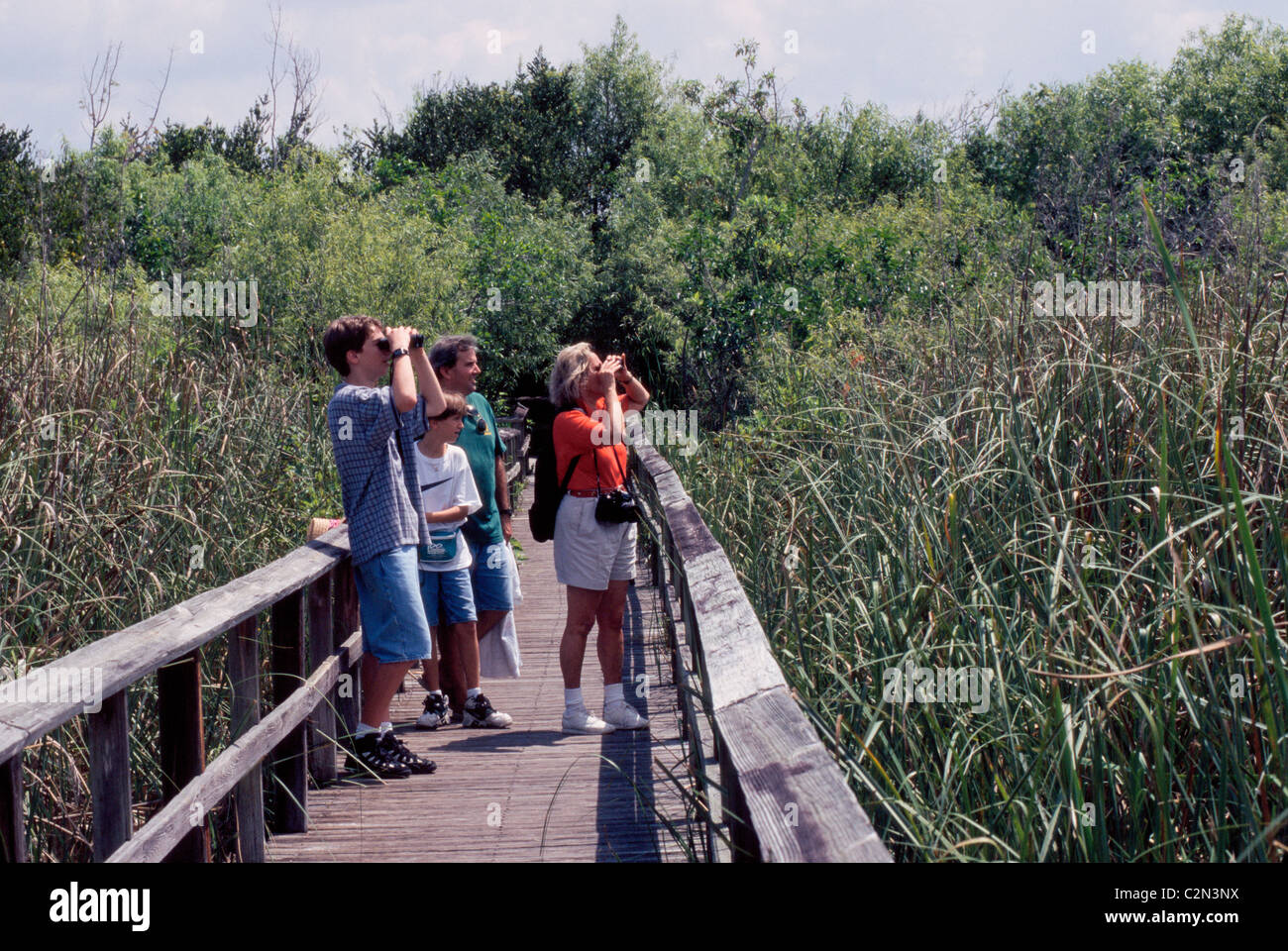 Una famiglia cerca con un binocolo per gli uccelli da un marciapiede elevato al di sopra di tale zone umide nel deserto della Florida Everglades National Park, Stati Uniti d'America. Foto Stock