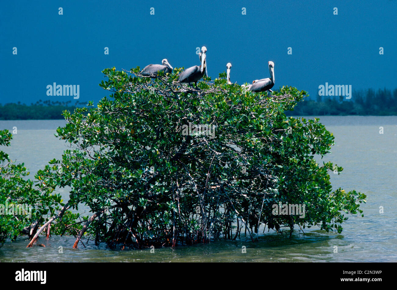 Pellicani marroni poggiano su una mangrovia in dieci mila isole area del Parco nazionale delle Everglades, un vasto deserto di zone umide nel sud della Florida, Stati Uniti d'America. Foto Stock