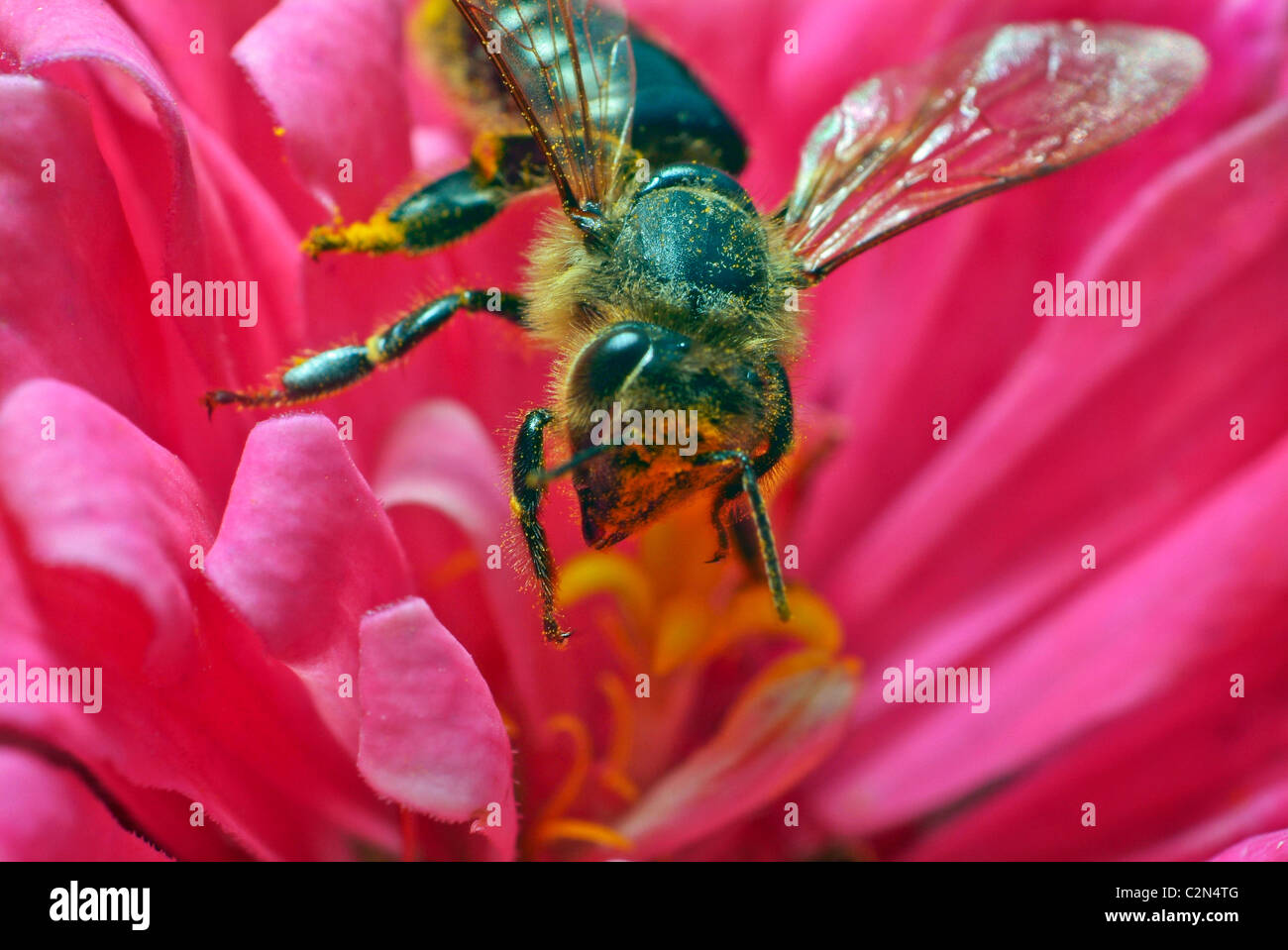 Bee vicino fino al volo Foto Stock