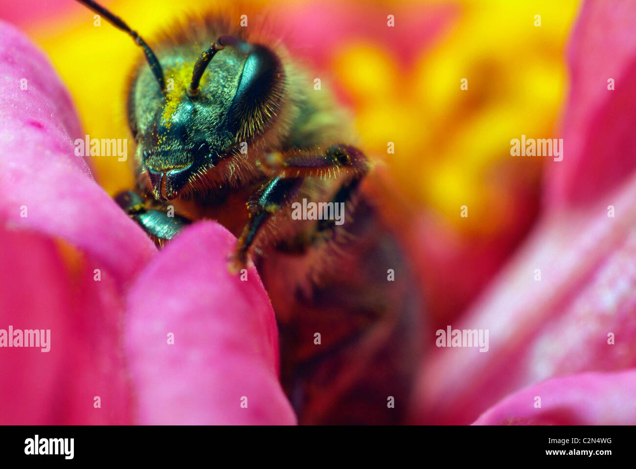 Bee, fiori, macro Foto Stock