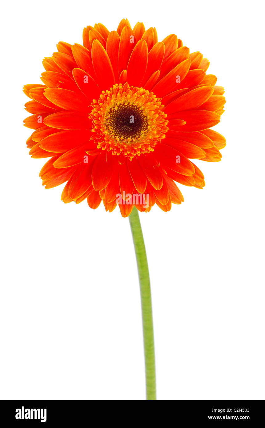 Orange gerbera fiore closeup su sfondo bianco Foto Stock