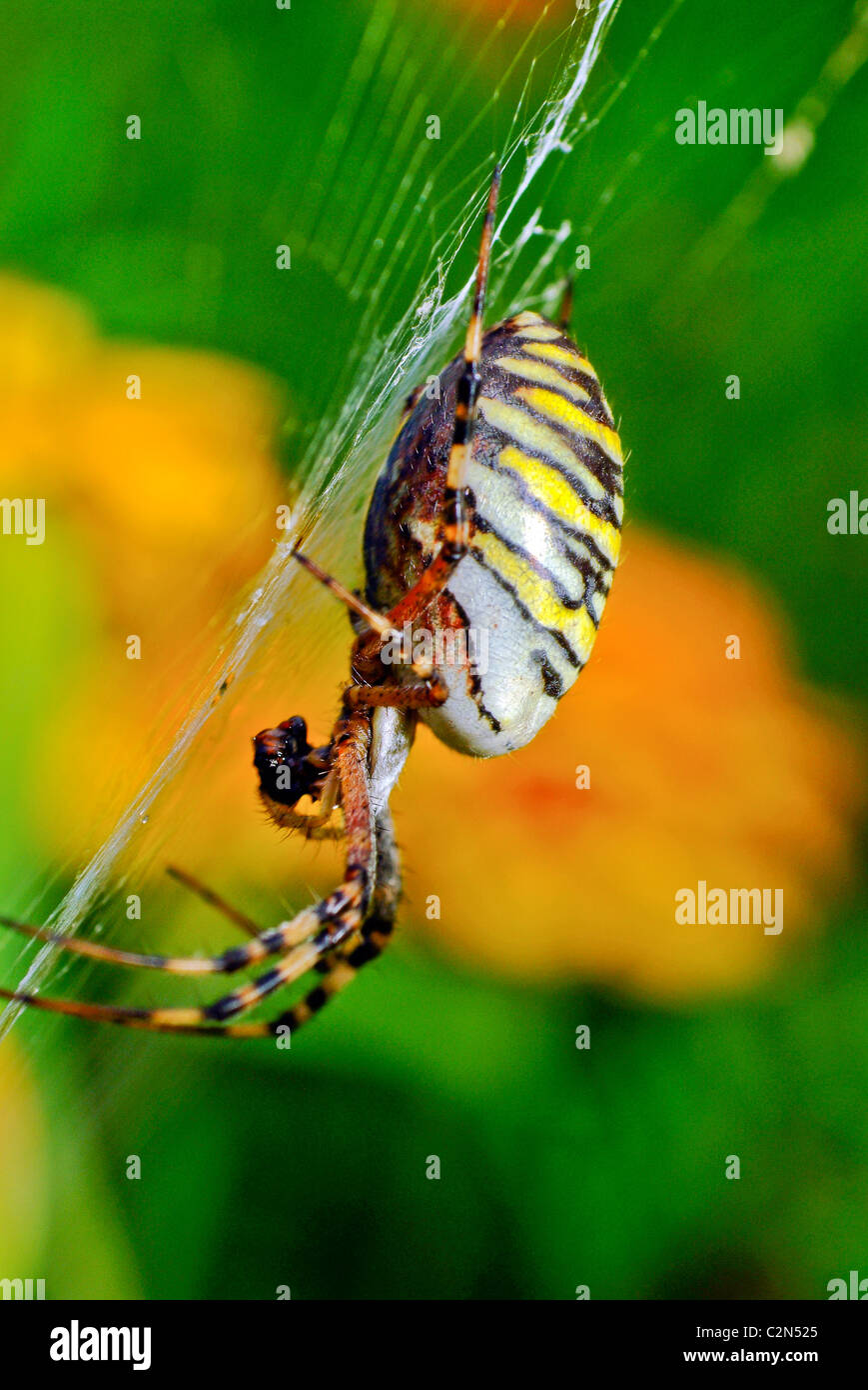 Spider, fiori, macro, sfondo, la natura, il verde, rosso, botanica, impianti, natura, infiorescenze Foto Stock