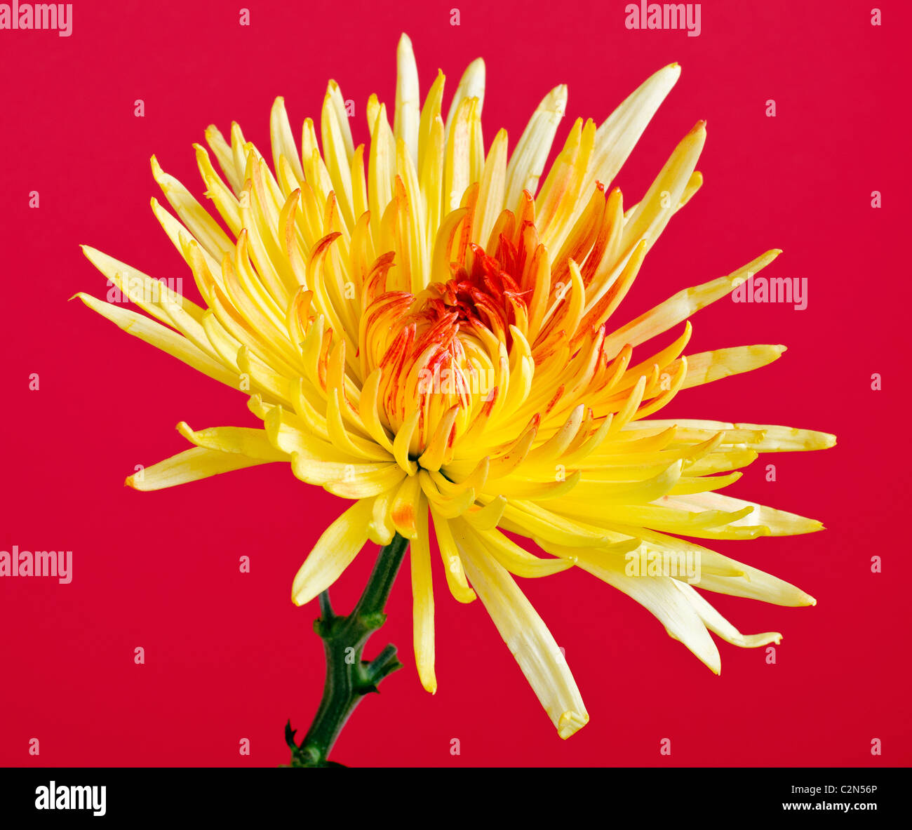 Una chiusura di un fiore crysantheum Foto Stock
