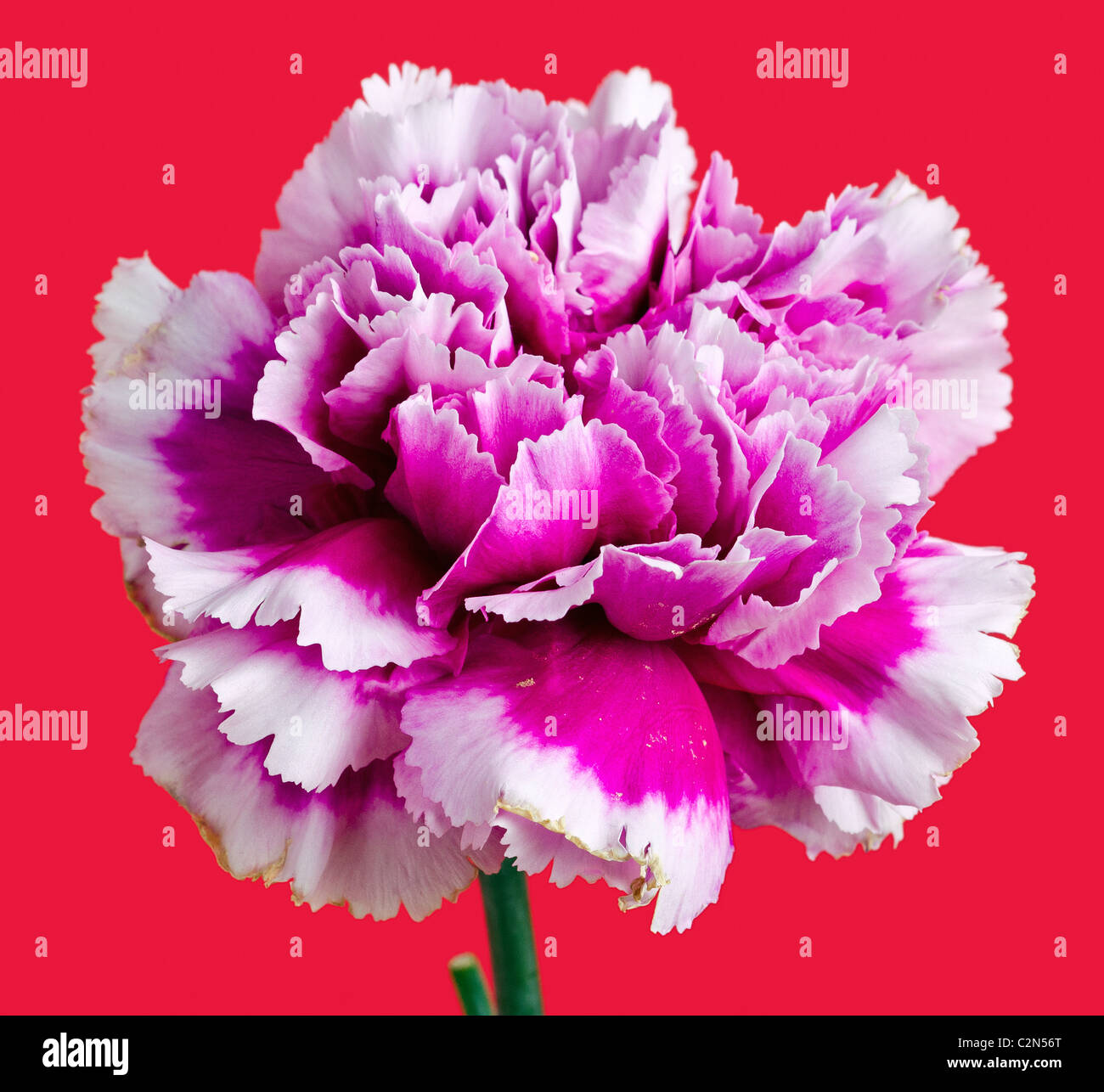 Primo piano di un bellissimo fiore rosa Foto Stock