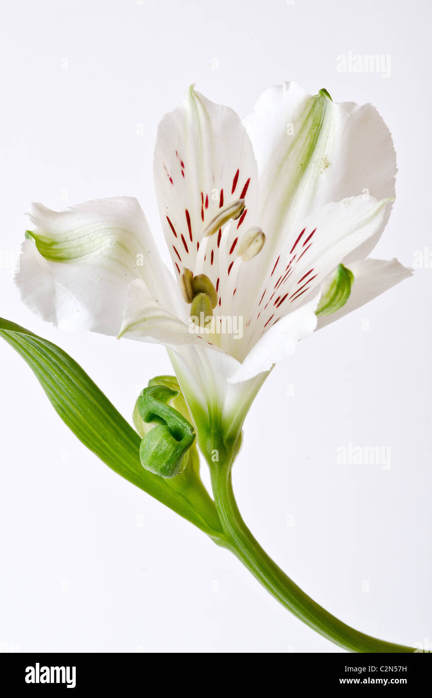 Close up di un giglio bianco fiore Foto Stock