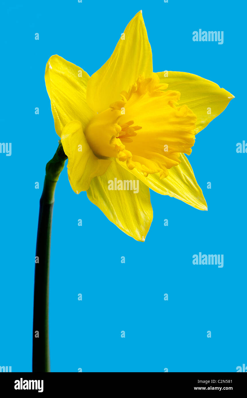 Close up di un selvaggio daffodil (Narcissus pseudonarcissus) Foto Stock