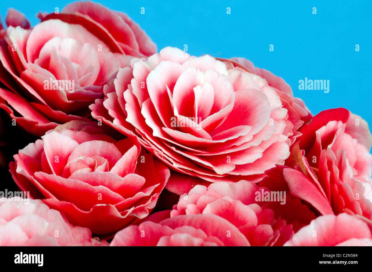 In prossimità di una bella begonia fiore Foto Stock
