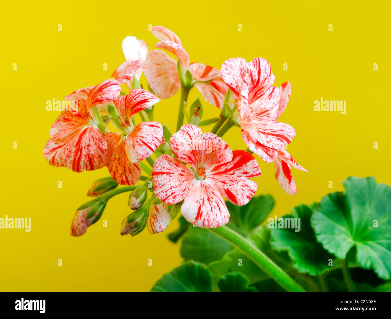 Primo piano di un bellissimo pelargonium fiore Foto Stock