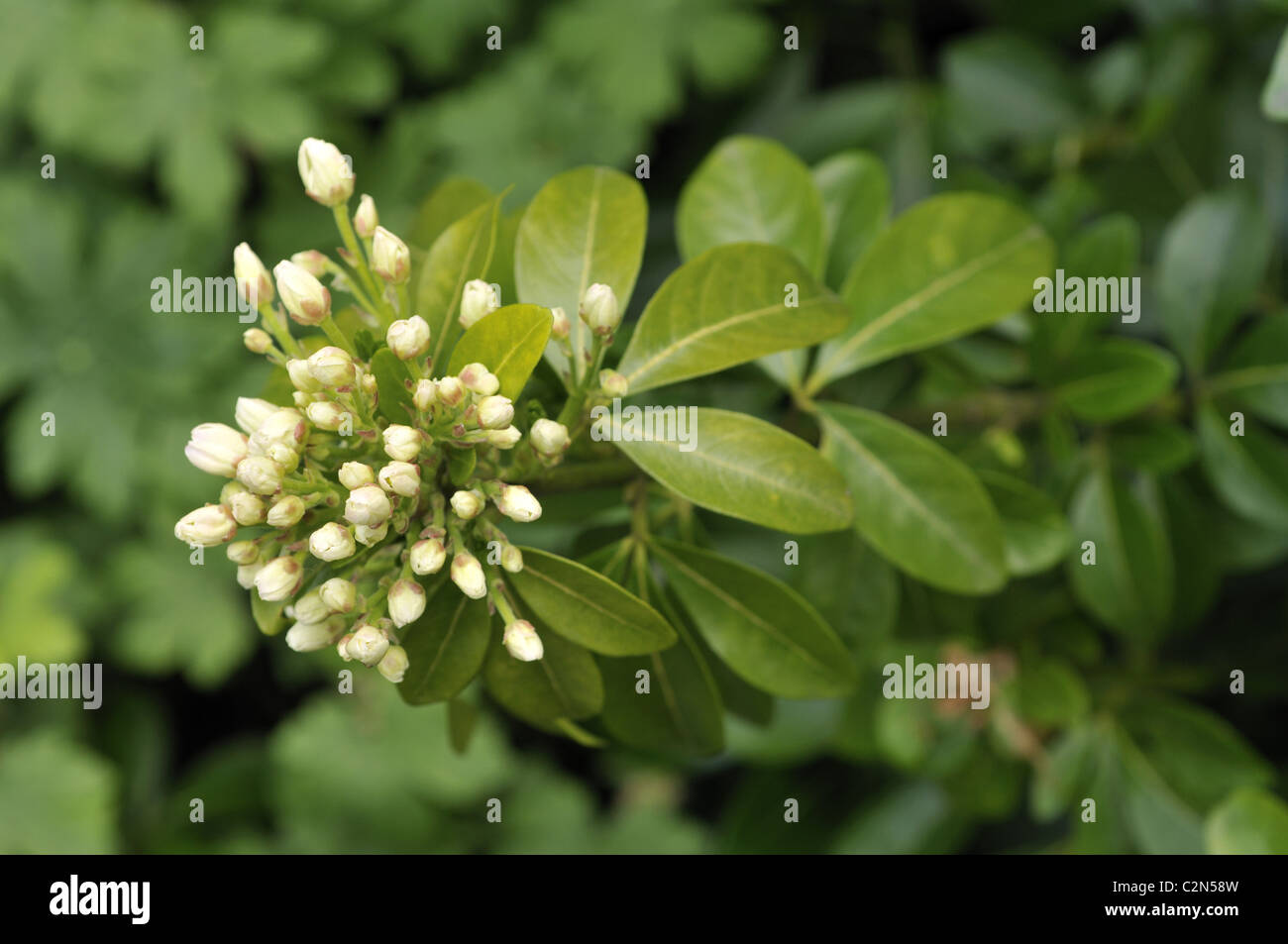 Boccioli di fiori di profumati Choisya ternata 'Mexican arancio' Foto Stock