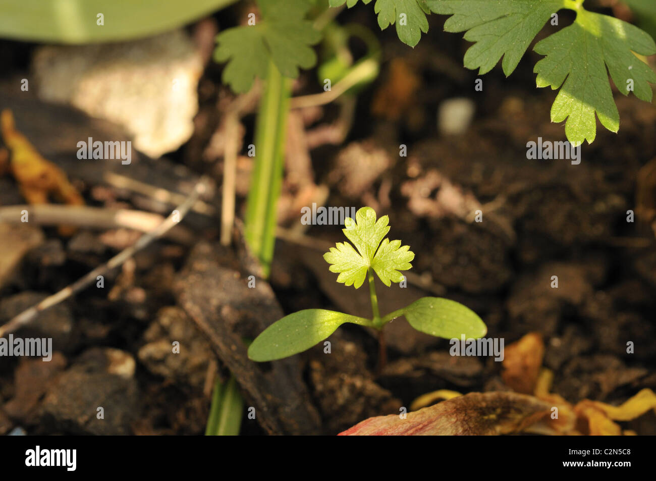 Due foglie embrionali o cotiledoni e la prima foglia vera di geranio. Foto Stock