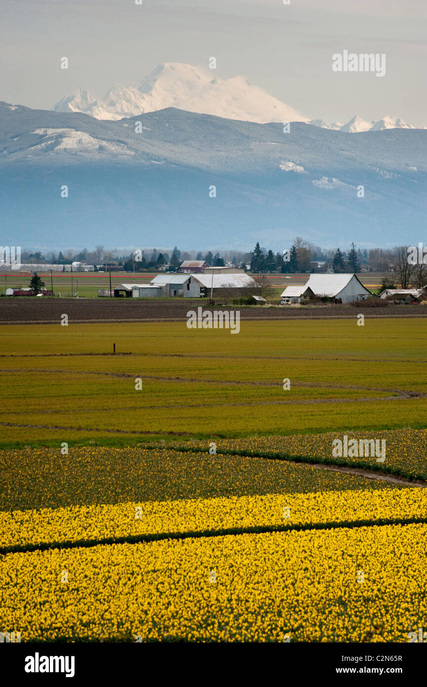 Primavera nel nord-ovest del Pacifico significa la nascita dei narcisi nei grandi campi di Skagit Valley, Washington. Foto Stock