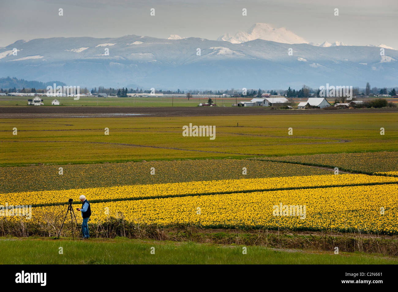 Primavera nel nord-ovest del Pacifico significa la nascita dei narcisi nei grandi campi di Skagit Valley, Washington. Foto Stock