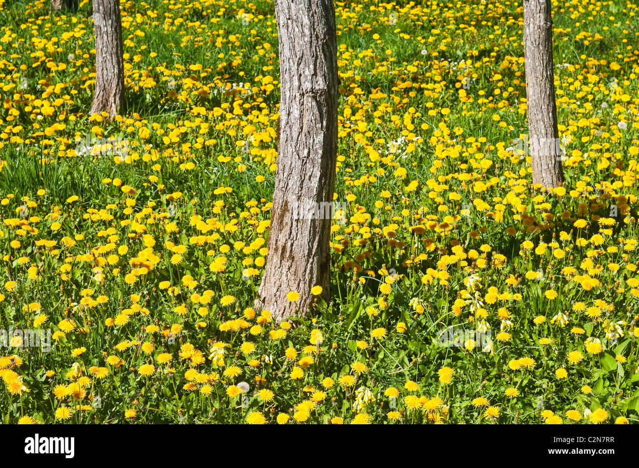 Il tarassaco tra Frassini - Francia. Foto Stock