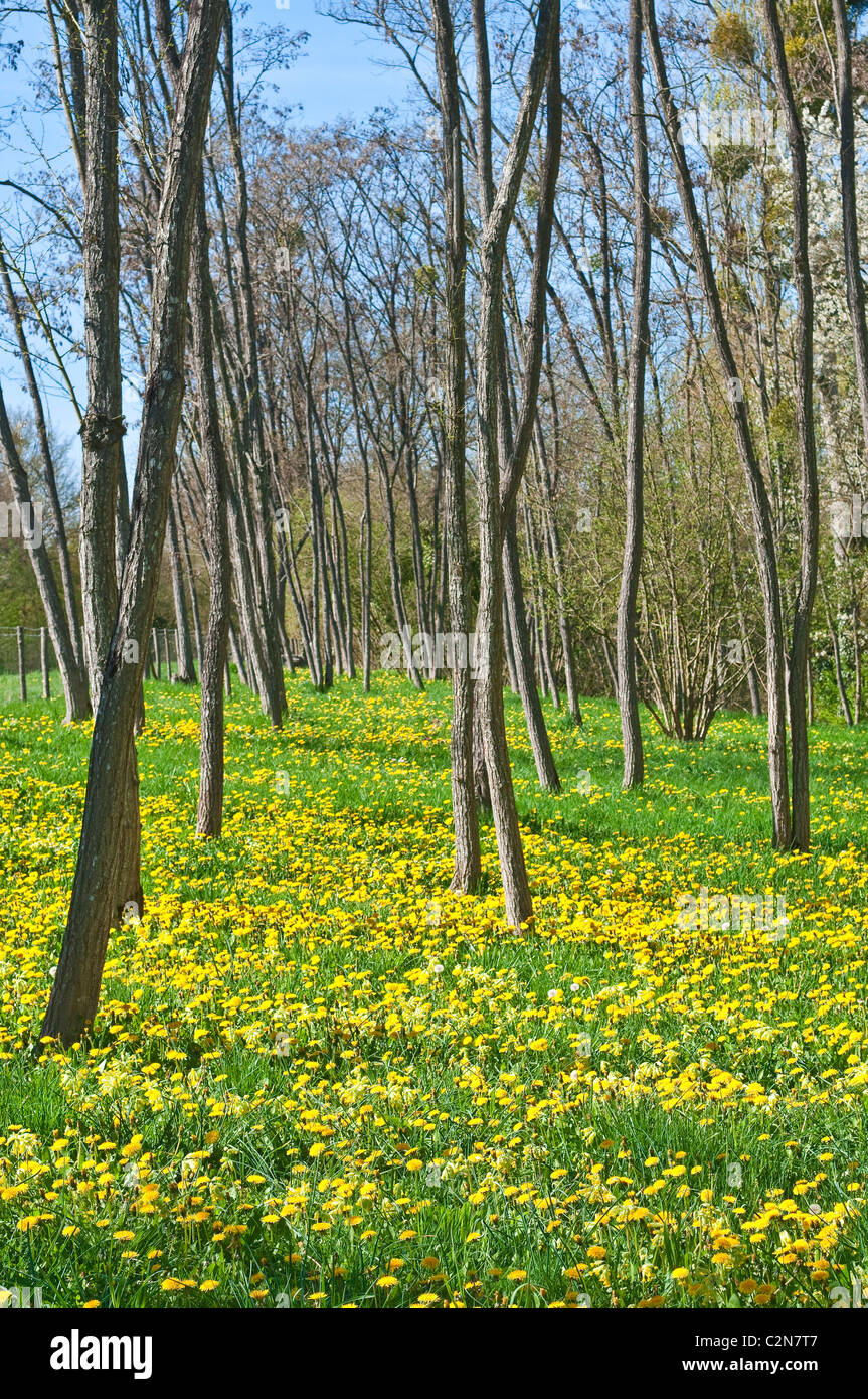 Il tarassaco tra Frassini - Francia. Foto Stock
