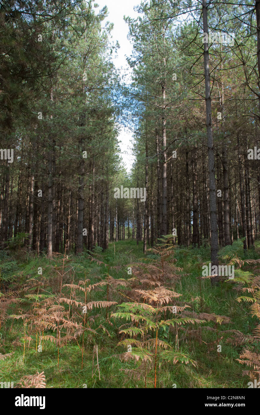 Bracken e alberi di pino a Thetford Forest, Norfolk, Inghilterra, Regno Unito Foto Stock