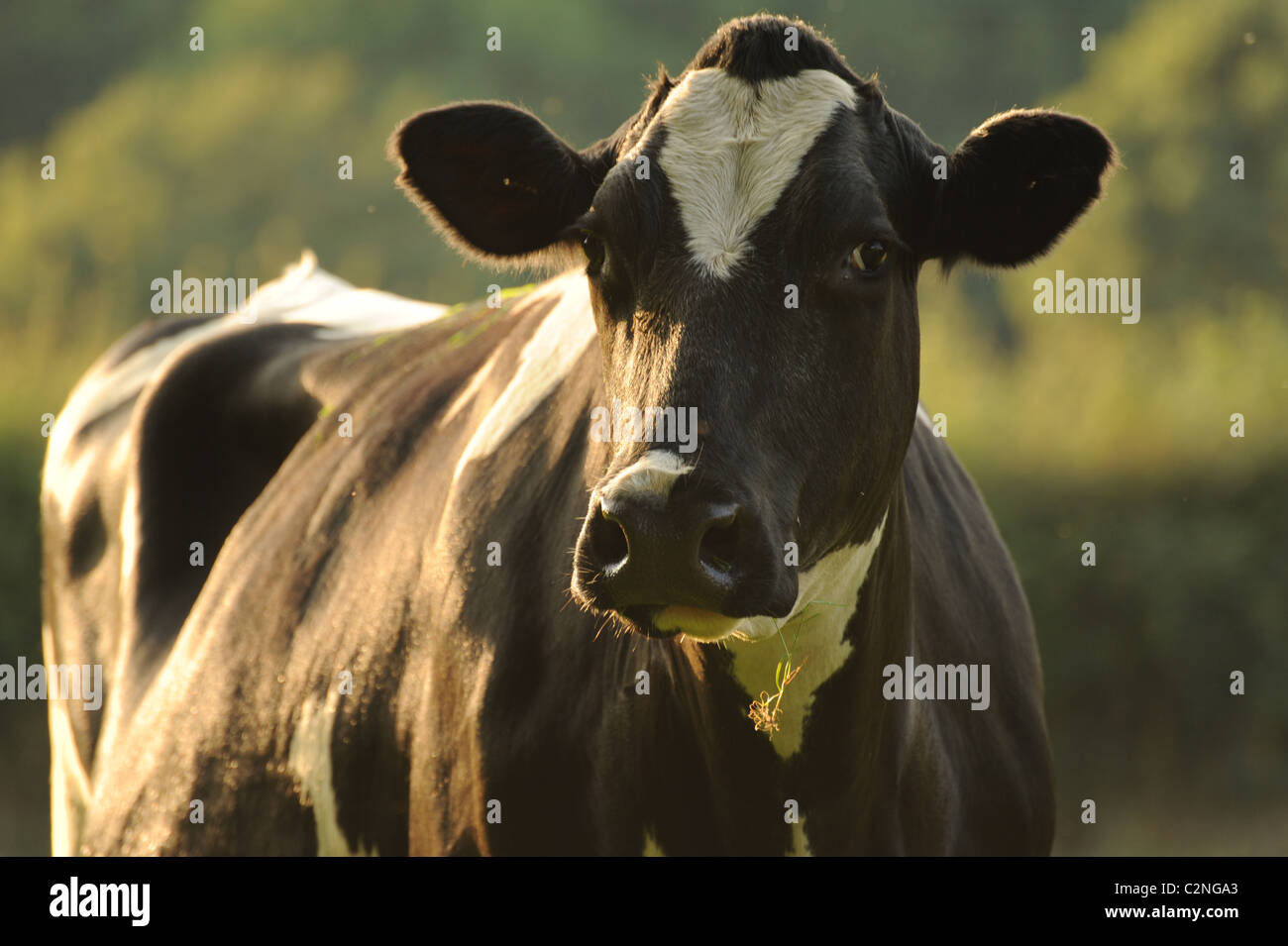 Mucca da latte Foto Stock